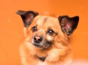 Quel type de crème antifongique peut être utilisé pour traiter l infection de l oreille à levures chez le chien ?