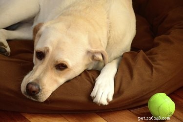 Natuurlijke remedies voor artritis bij honden