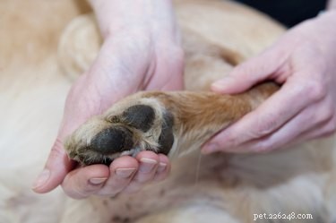 Naturliga botemedel mot artrit hos hundar