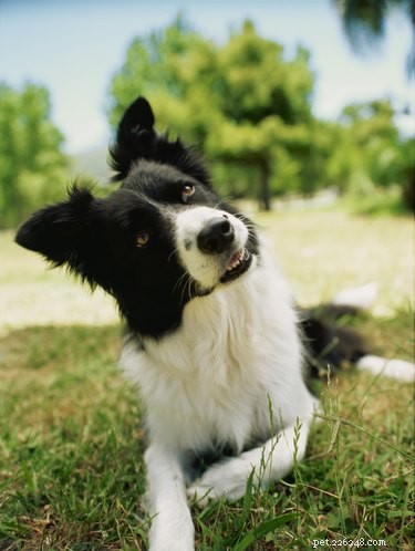 Qual ​​é o efeito do repelente eletrônico de pragas em cães?