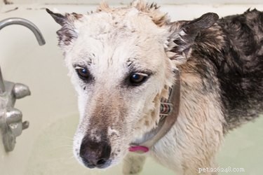 Il miglior shampoo per cani contro prurito e allergie