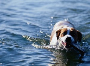 犬のフィラリアに対する家庭薬 