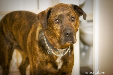 Tratamento para tumores de adenomas perianais em cães machos castrados