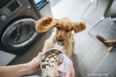 Os alimentos para cães com mais proteínas