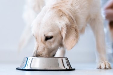 Gli alimenti per cani più ricchi di proteine