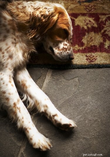 Efeitos colaterais do Buprenex em um canino