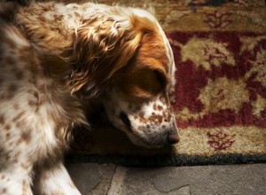 Effets secondaires du Buprenex chez un chien