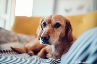 Comment prendre soin d un chien stérilisé qui vomit et a la diarrhée