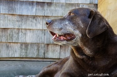 Что вызывает кашель у пожилых собак?