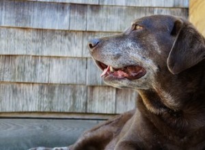 Co způsobuje kašel starších psů?