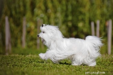 Quais problemas de saúde são comuns em cães malteses?