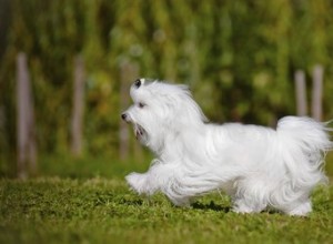 Quels sont les problèmes de santé courants chez les chiens maltais ?