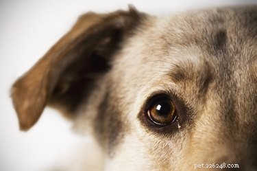 Huismiddel om een ​​ooginfectie bij een hond te genezen