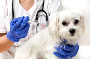 Requisitos da vacina contra a raiva da Califórnia para cães
