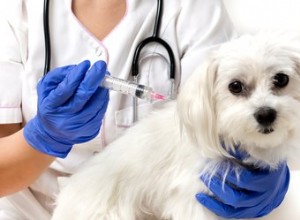 Exigences du vaccin contre la rage en Californie pour les chiens