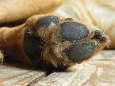 Dog Paw Pad Infection