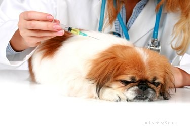 犬のためのDHLPPワクチンの意味は何ですか？ 