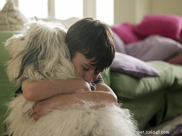 Que signifie le vaccin DHLPP pour les chiens ?