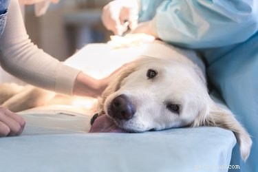 Qual ​​é o significado da vacina DHLPP para cães?