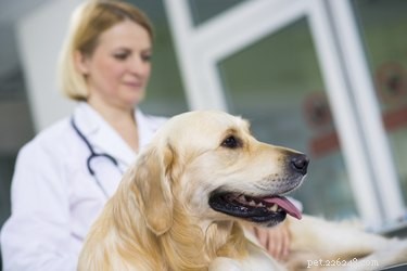 Analkörtelinfektion hos hund