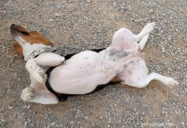 Pes s vypadáváním chlupů na břiše a nohou