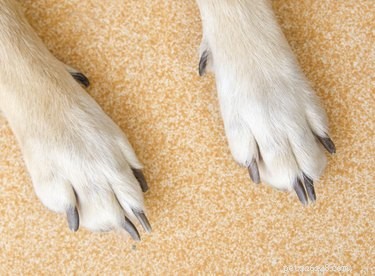 犬の爪の感染症 