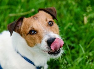 なぜ私の犬は継続的に飲み込んで舐めているのですか？ 