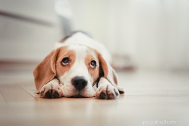 Que puis-je donner à mon chien pour un mal de gorge ?