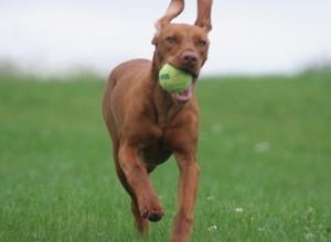 犬の耳が破れた 