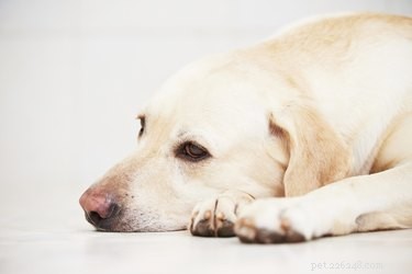 Diarrhée chez les chiens après une opération de stérilisation