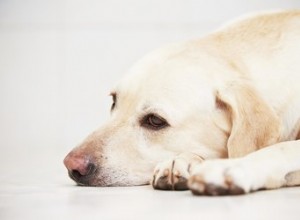 避妊手術後の犬の下痢 