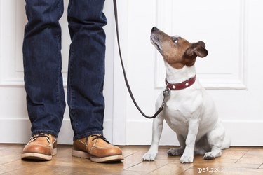 Waarom wrijven honden met hun kont over de vloer?