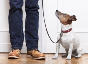 なぜ犬は床を横切ってお尻をこすりますか？ 