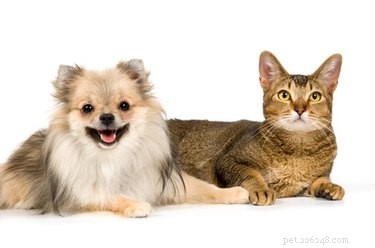 犬と猫の回虫または条虫 