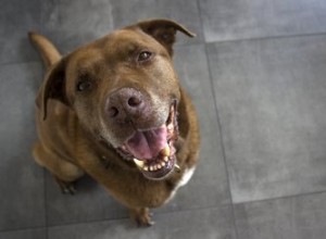 Remèdes maison pour la conjonctivite chez le chien