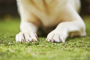 犬の足の爪の怪我 