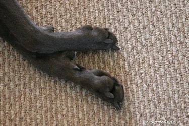 Tumores do dedo do pé em cães