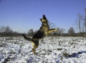 Surdosage de glucosamine chez le chien