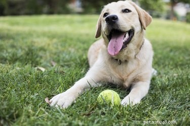 Домашние средства для собак с аллергией на траву