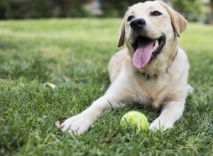 Remèdes maison pour les chiens allergiques aux graminées