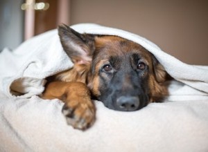 Pourquoi mon chien vomit-il des mucosités blanches ?