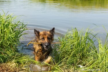 Bijwerkingen van het leptospirosevaccin voor honden