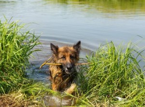 犬に対するレプトスピラ症ワクチンの副作用 