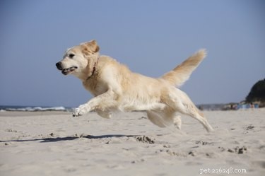 De bijwerkingen van fenylpropanolamine voor honden