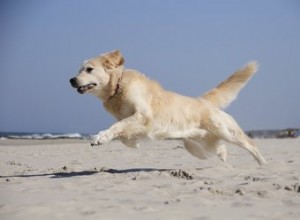 Les effets secondaires de la phénylpropanolamine pour les chiens