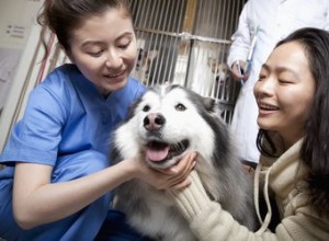 Maladie vestibulaire chez le chien