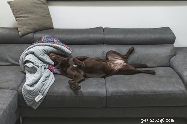 Tekenen van achterstallige zwangerschap bij honden