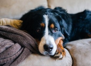 犬が去勢された後の症状 