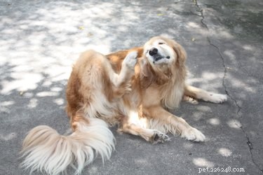 Quais são os sintomas de candidíase canina?