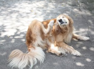 Quels sont les symptômes du muguet du chien ?